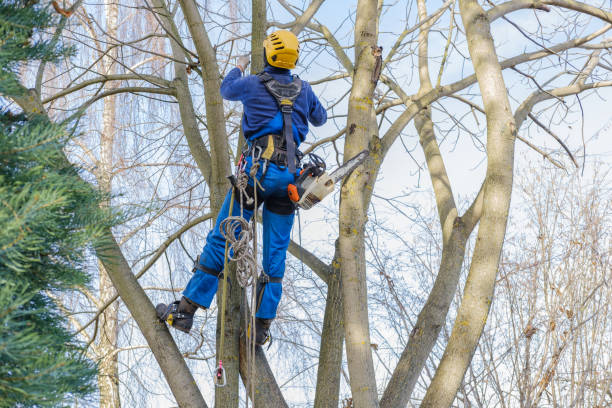 How Our Tree Care Process Works  in  Villas, FL